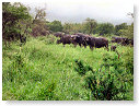 African Buffalo 03