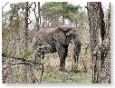 African Elephant 07