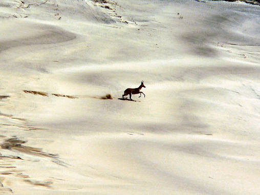 Reed Buck Dunes 08