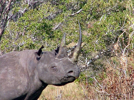 Rhino Black 18
