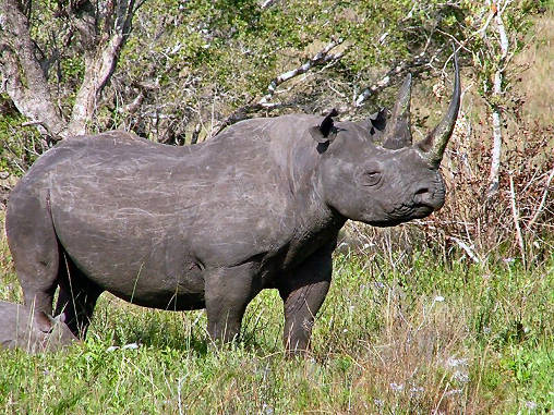 Rhino Black 14