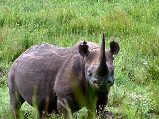 Rhino Black 01
