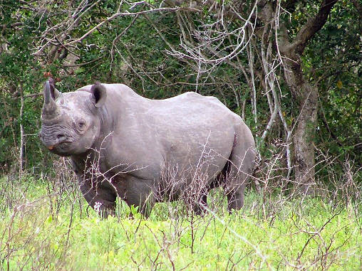 Rhino Black 03