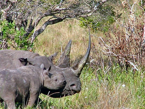 Rhino Black 09