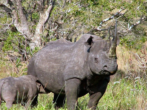 Rhino Black 15