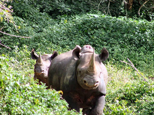 Rhino Black 02