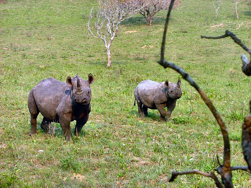 Rhino Black 04