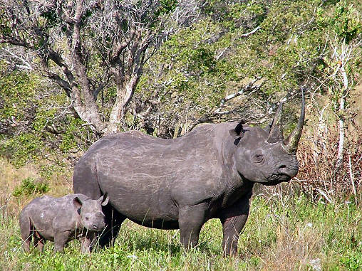 Rhino Black 10