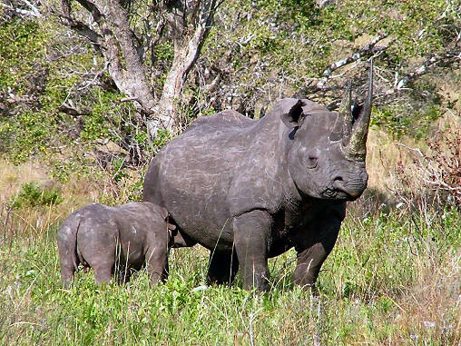Rhino Black 16