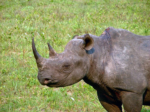 Rhino Black 05