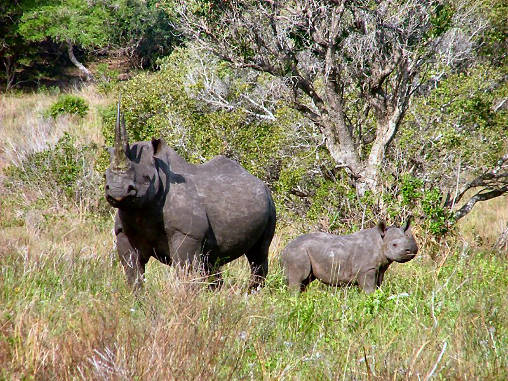 Rhino Black 19