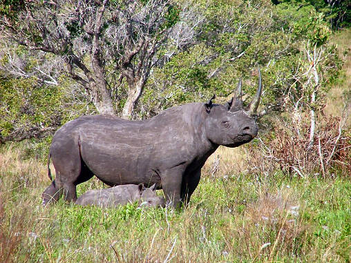 Rhino Black 17