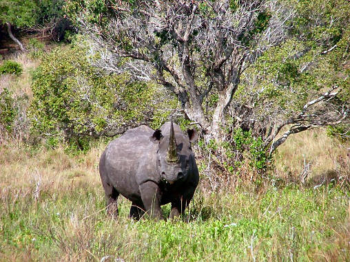 Rhino Black 06