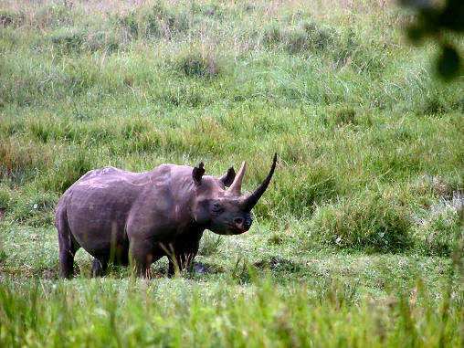 Rhino Black 30