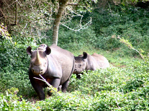 Rhino Black 25