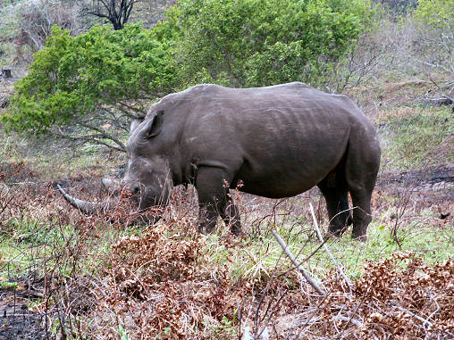 Rhino White 03