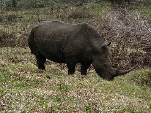 Rhino White 04