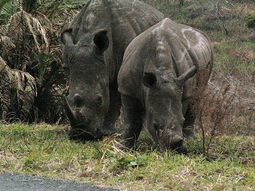 Rhino White 06