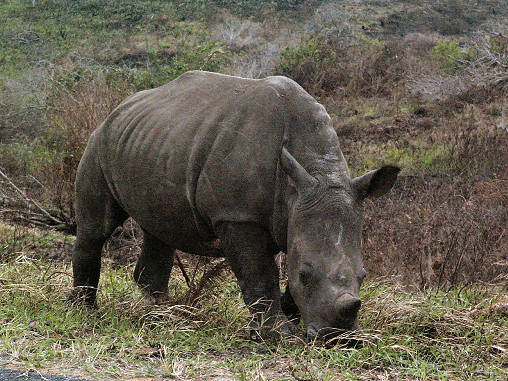 Rhino White 08