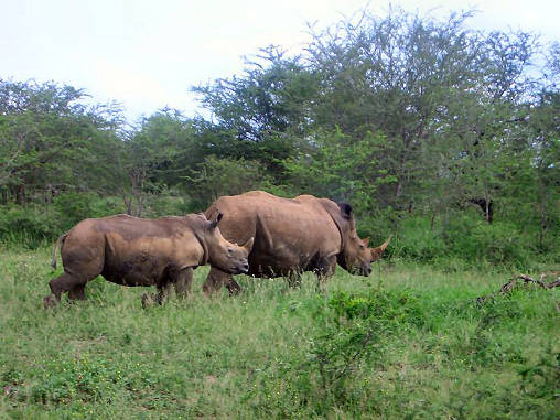 Rhino White 09