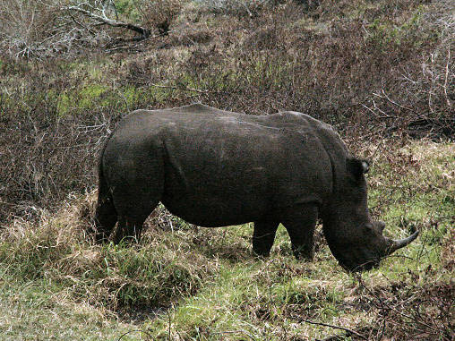 Rhino White 05