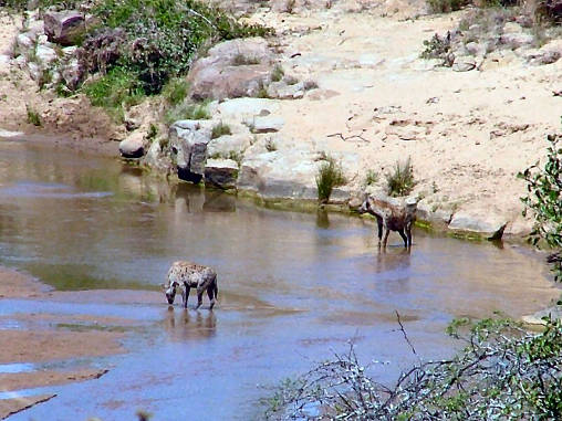 Spotted Hyena 02