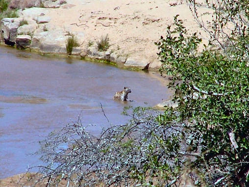 Spotted Hyena 01