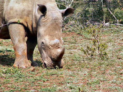 Rhino White 15