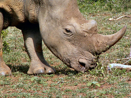 Rhino White 16