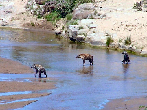 Spotted Hyena 03