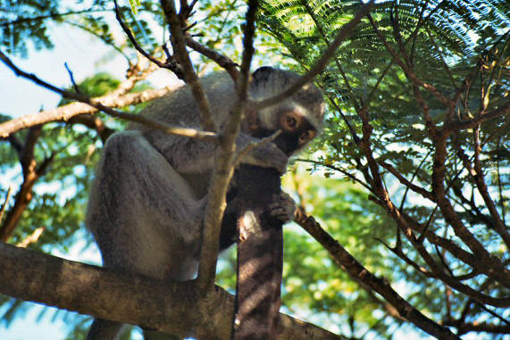Vervet Monkey 06