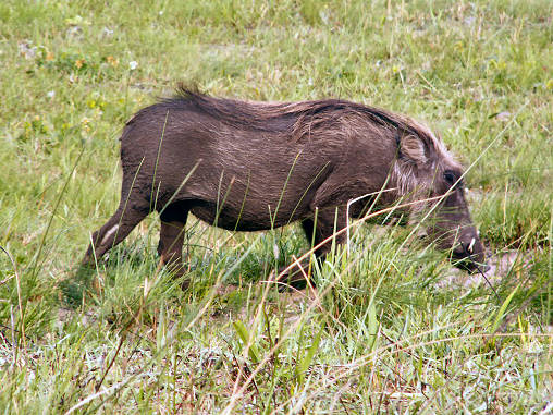 Warthog 06