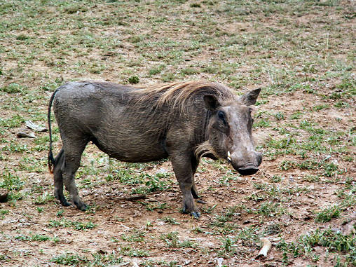 Warthog 10