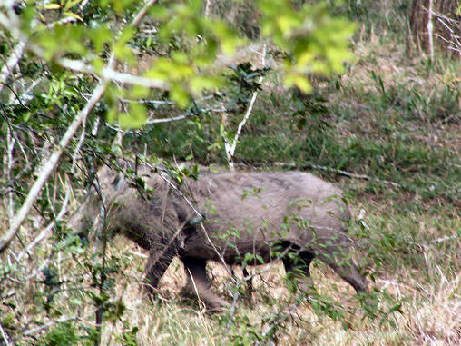 Warthog 07