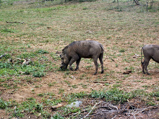 Warthog 09