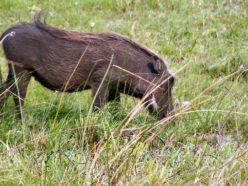 Warthog 02