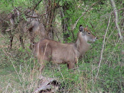 Water Buck 01