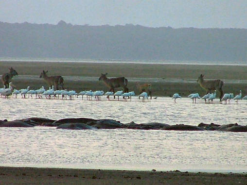 Water Buck & Birds 01