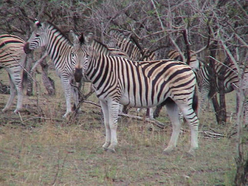 Zebra 01
