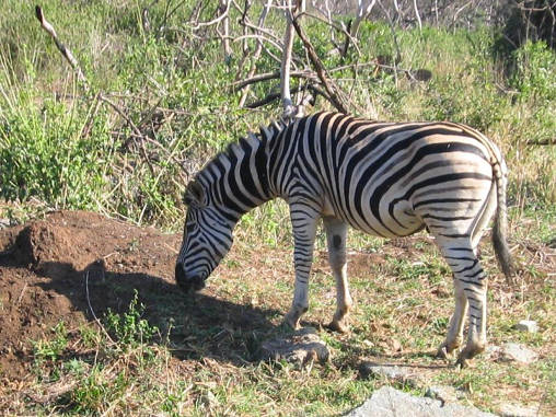 Zebra 03