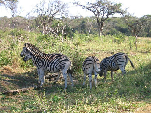 Zebra 04
