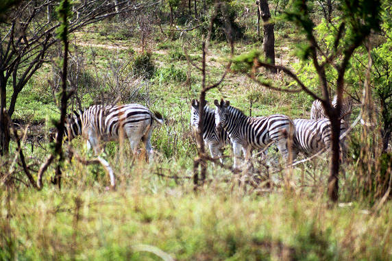 Zebra 05