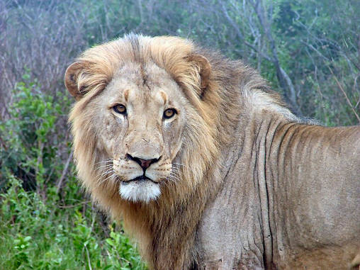 African Lion Male 04