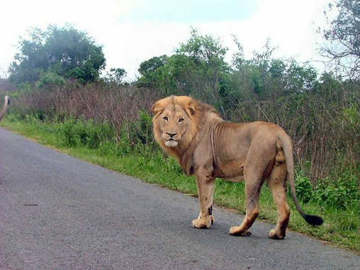 African Lion Male 01