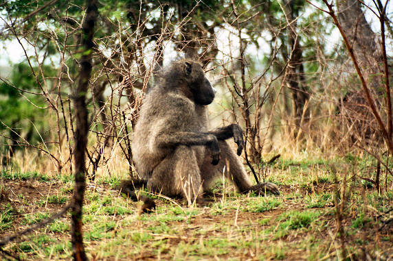 Baboon 02