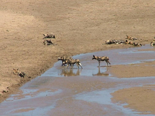 Cape Wild Dogs 02