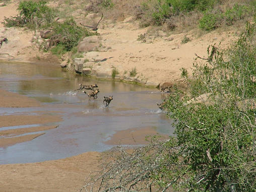 Cape Wild Dogs & Spotted Hyena 02