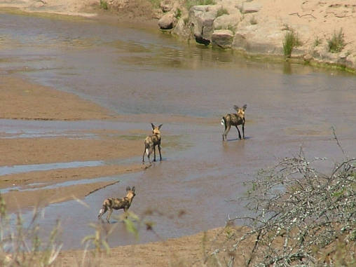 Cape Wild Dogs 04