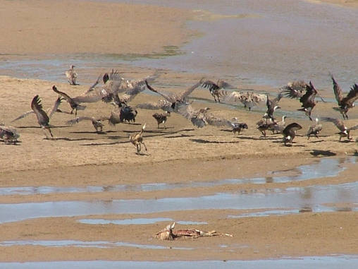 Cape Wild Dogs  05