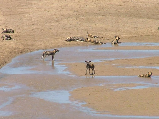 Cape Wild Dogs 01